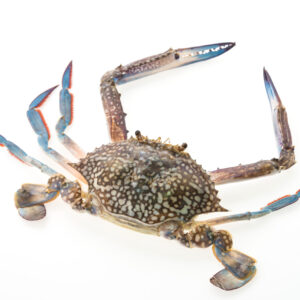 fresh blue crab