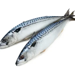 mackerel