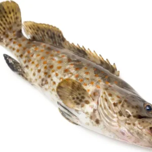 rock cod