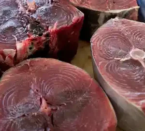 baracuda