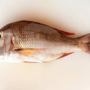 white snapper