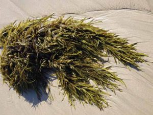 sea weed