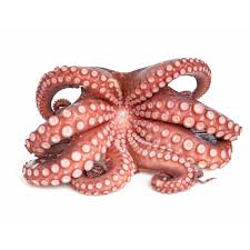 Flower Octopus