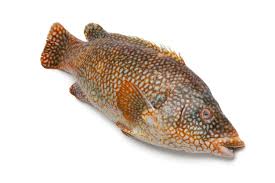 Grouper Whole Fish