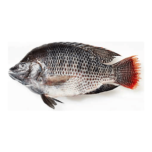 Tilapia Whole Fish