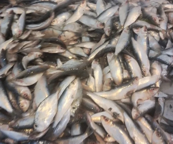 sea food processing