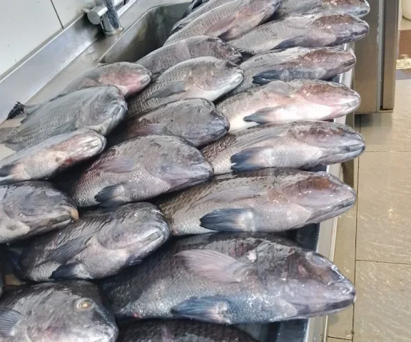 sea food processingimage